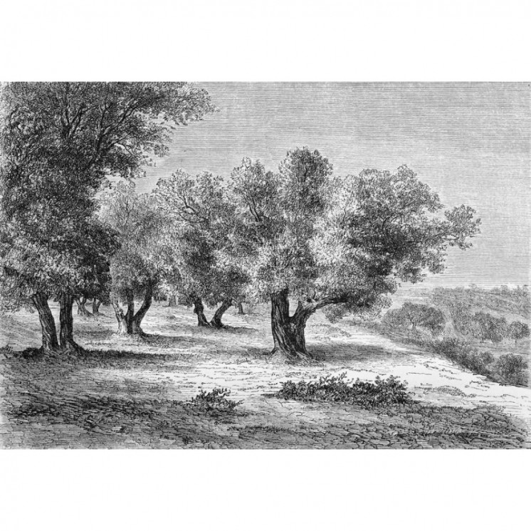 Papier Peint Panoramique Gravure - Les Oliviers - Ciment Factory -2
