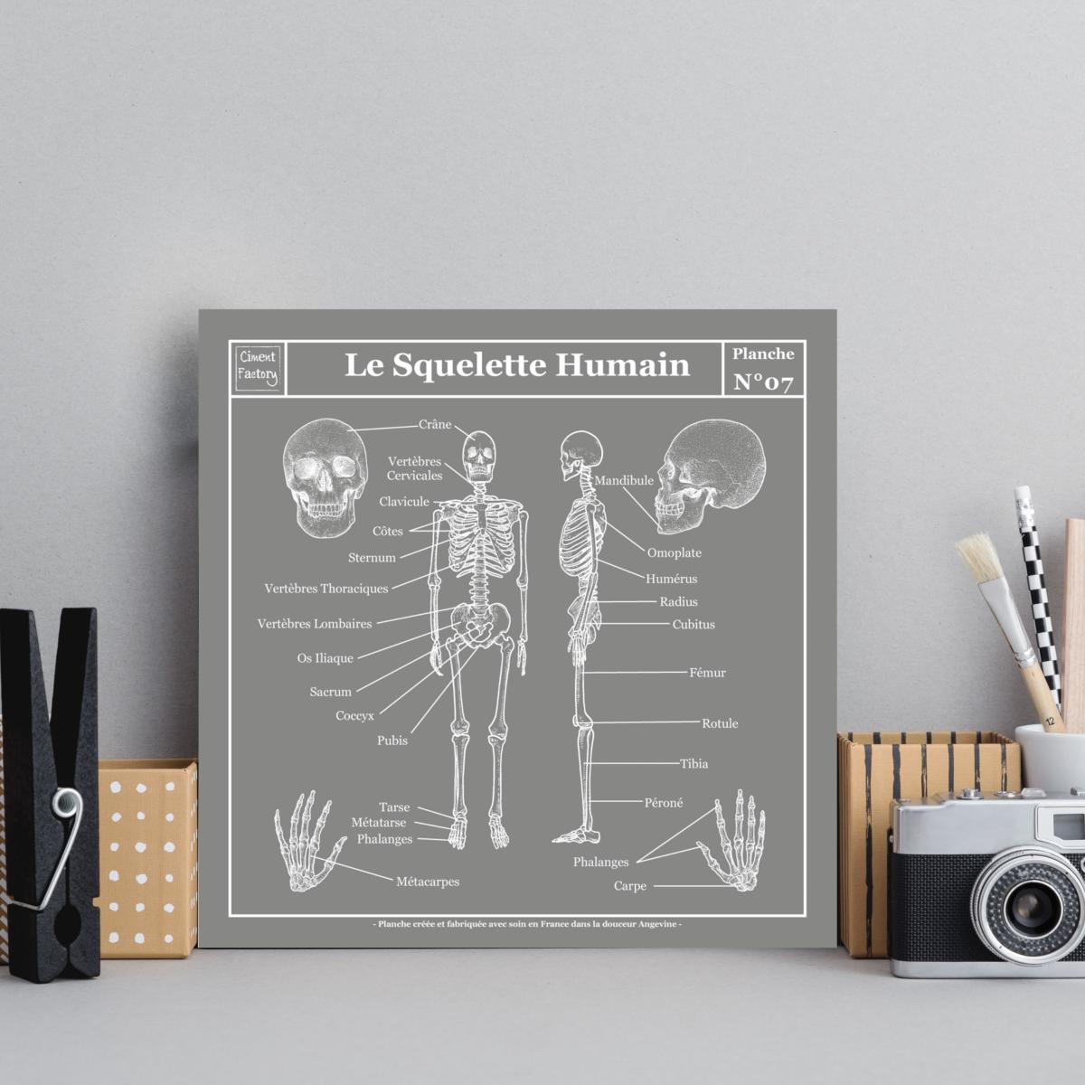 Maquette squelette 180cm + Anatomie Affiche marquage musculaire 400963