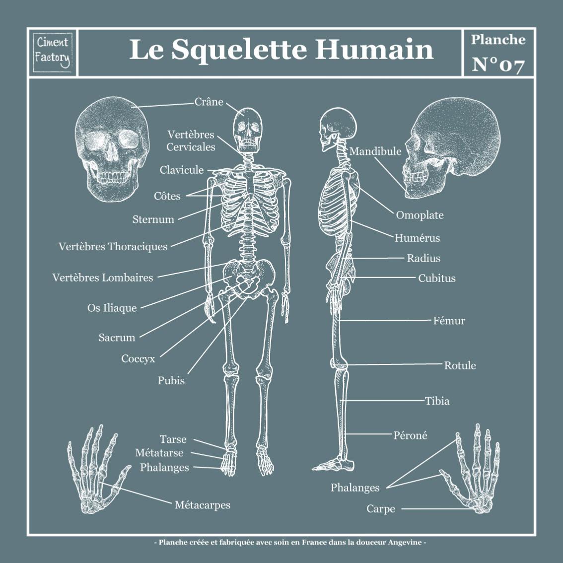 Planche Scolaire Murale - Anatomie - Squelette Humain - Bleu Gris Négatif -  40x40cm - Tableau Canvas