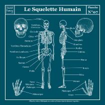 Planche Scolaire Murale - Anatomie - Squelette Humain 