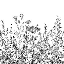 Papier Peint Panoramique Gravure - Prairie
