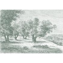 Papier Peint Panoramique Gravure - Les Oliviers - Vert Lichen