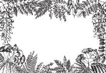 Papier Peint Panoramique Gravure - Mimosa