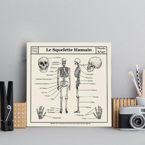 Objet déco motif planche scolaire - anatomie - squelette humain