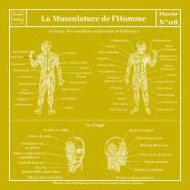 Tapis Vinyle Planche Scolaire - Anatomie - Musculature Humaine