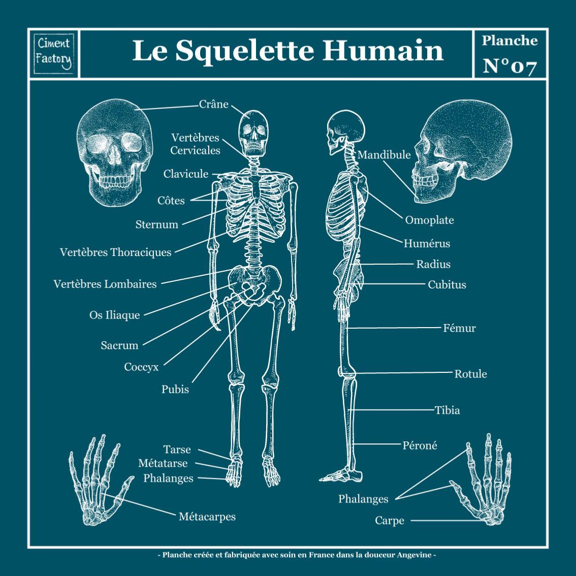 Planche Scolaire Murale- Anatomie- Squelette Humain- Bleu Canard Négatif-  40x40cm- Tableau Canvas