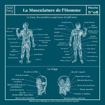 Planche Scolaire Murale - Anatomie - Musculature Humaine 