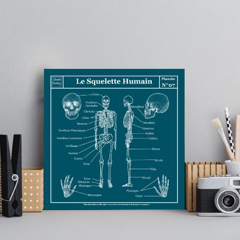 Planche Scolaire Murale - Anatomie - Squelette Humain 