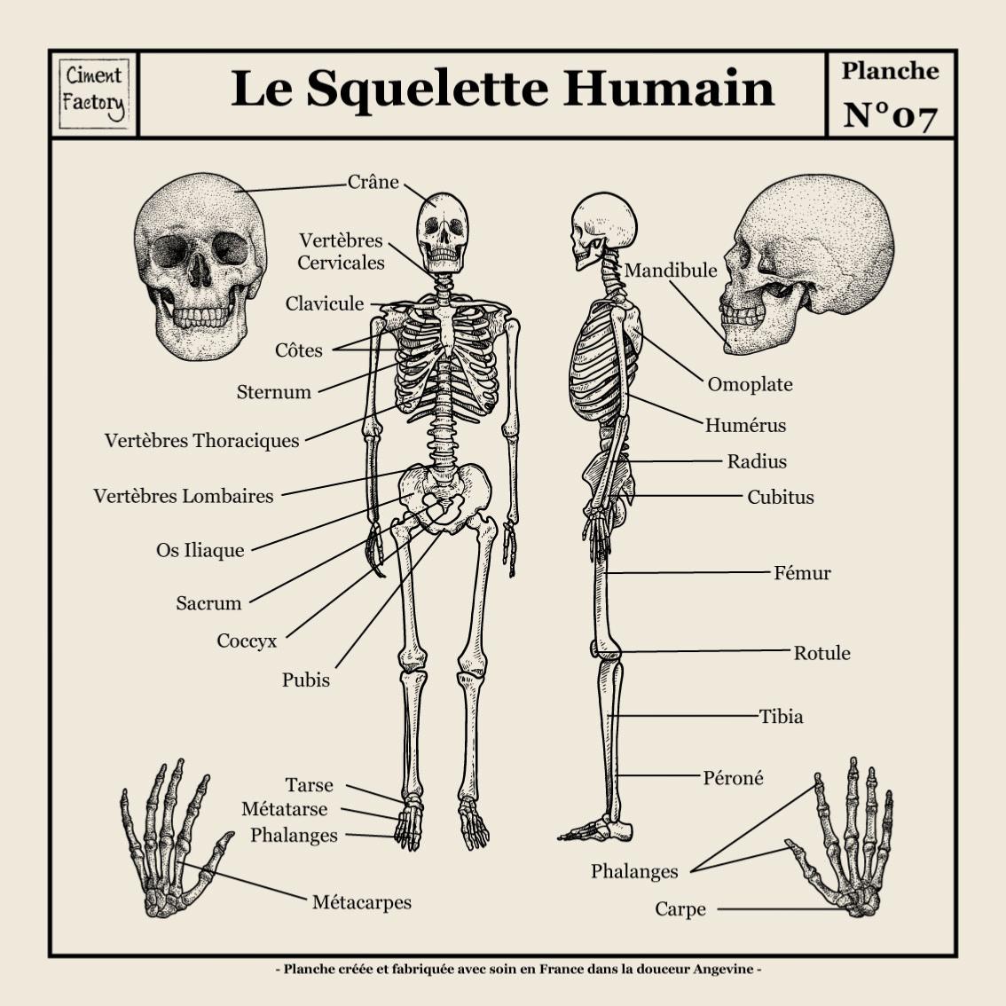 Planche Scolaire Murale - Anatomie - Squelette Humain - Original - 40x40cm  - Tableau Canvas
