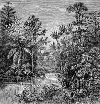 Papier Peint Panoramique Gravure - Amazonie